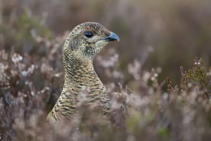 Framed Print : Black grouse (Tetrao tetrix) female at lek amongst heather, Creag Megaidh NNR, Highlands Framed Print : Black grouse (Tetrao tetrix) female at lek amongst heather, Creag Megaidh NNR, Highlands