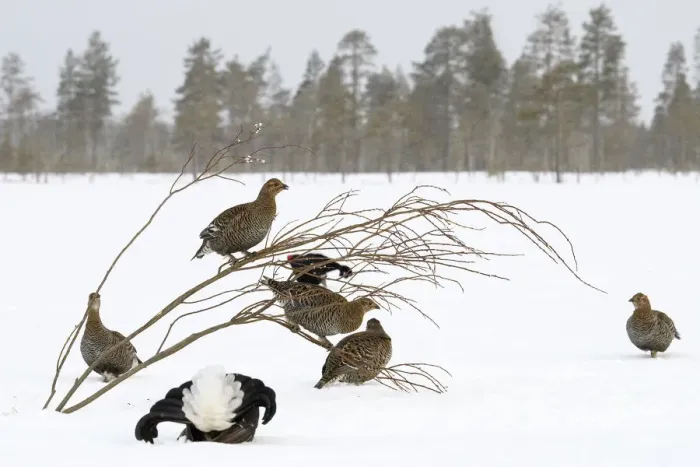 Framed Print : Black Grouse (Tetrao tetrix) lek with male displaying and females around in winter, Tver, Russia Framed Print : Black Grouse (Tetrao tetrix) lek with male displaying and females around in winter, Tver, Russia
