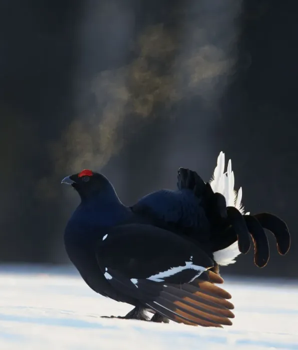 Framed Print : Black Grouse (Tetrao tetrix) male displaying with breath condensing in cold air, Kuusamo Framed Print : Black Grouse (Tetrao tetrix) male displaying with breath condensing in cold air, Kuusamo