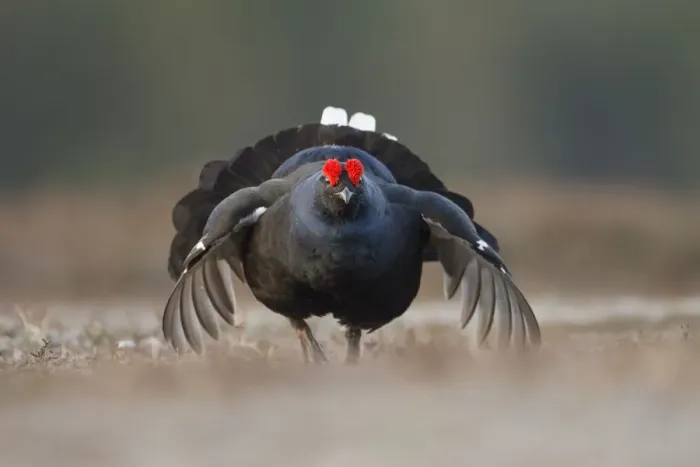 Framed Print : Black grouse (Tetrao tetrix) male displaying at lek, Deeside, Cairngorms National Park Framed Print : Black grouse (Tetrao tetrix) male displaying at lek, Deeside, Cairngorms National Park