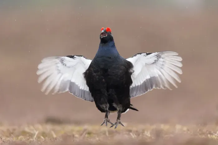 Framed Print : Black grouse (Tetrao tetrix) male displaying at lek, Scotland, UK, April Framed Print : Black grouse (Tetrao tetrix) male displaying at lek, Scotland, UK, April