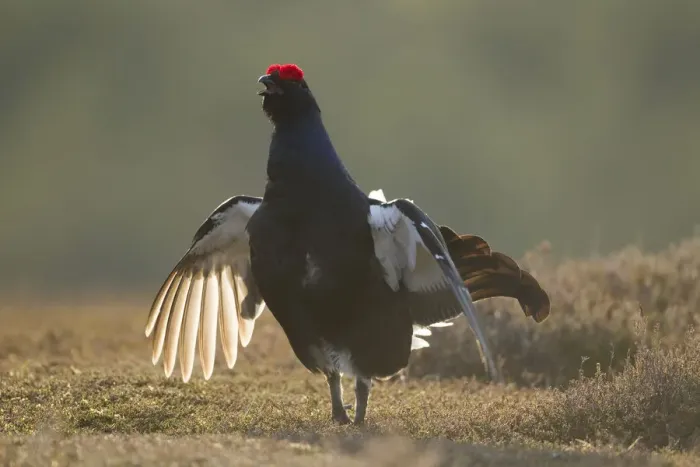 Framed Print : Black grouse (Tetrao tetrix) male displaying at lek, Creag Megaidh NNR, Highlands Framed Print : Black grouse (Tetrao tetrix) male displaying at lek, Creag Megaidh NNR, Highlands