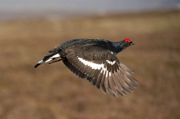 Black grouse (Tetrao tetrix) male in flight at lek, Cairngorms NP, Grampian, Scotland
