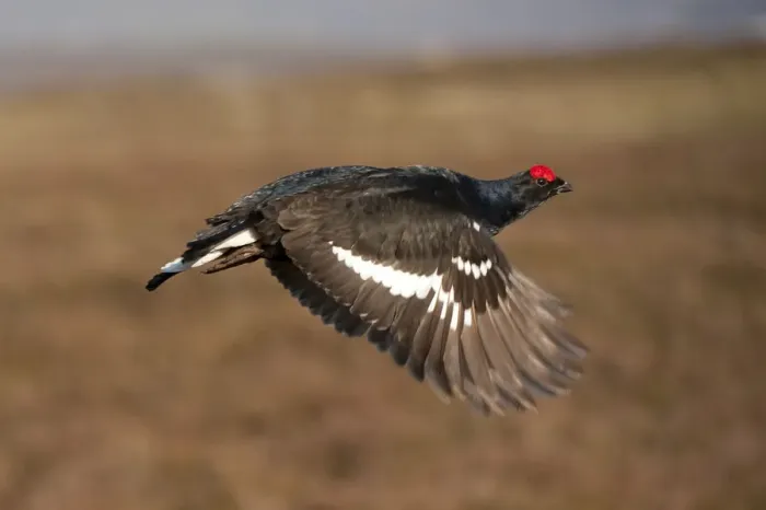Framed Print : Black grouse (Tetrao tetrix) male in flight at lek, Cairngorms NP, Grampian, Scotland Framed Print : Black grouse (Tetrao tetrix) male in flight at lek, Cairngorms NP, Grampian, Scotland