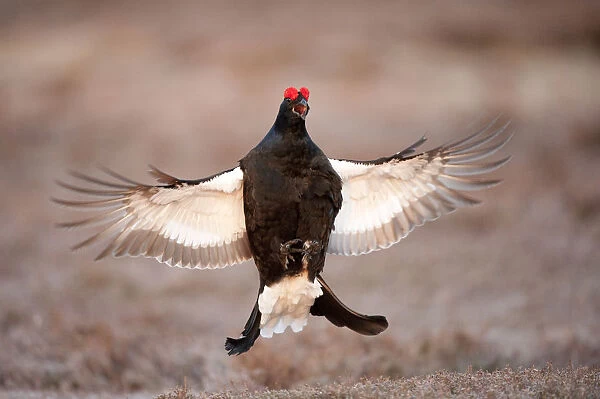 Black grouse (Tetrao tetrix) males displaying flutter jump at lek, Cairngorms NP
