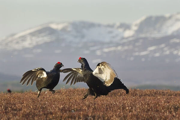 Black grouse (Tetrao tetrix) two males fighting at lek site with mountains in the background
