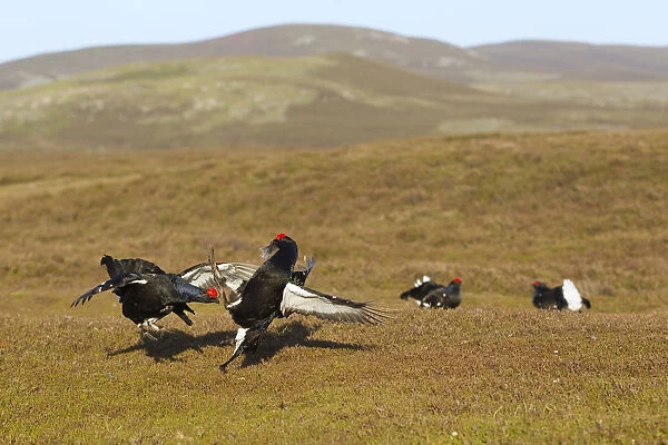 Black grouse (Tetrao tetrix) males fighting at lek site, Cairngorms National Park