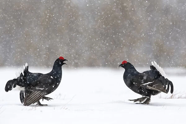 Black Grouse (Tetrao tetrix) males fighting at lek in the snow, Tver, Russia. April