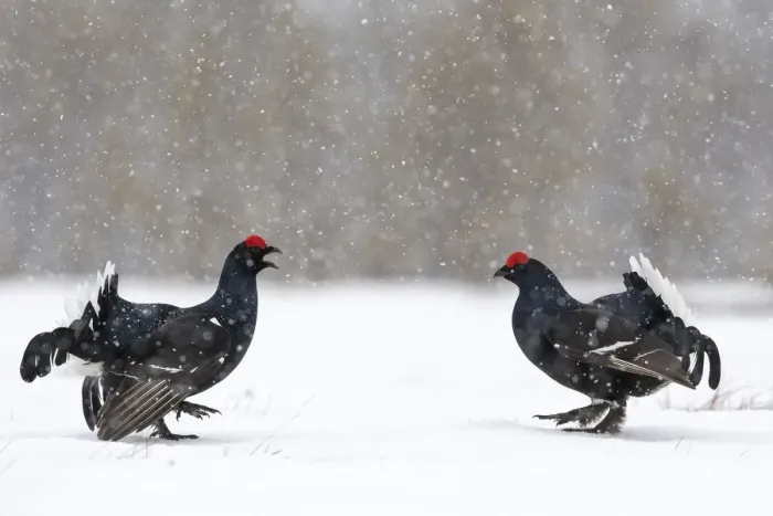 Framed Print : Black Grouse (Tetrao tetrix) males fighting at lek in the snow, Tver, Russia. April Framed Print : Black Grouse (Tetrao tetrix) males fighting at lek in the snow, Tver, Russia. April