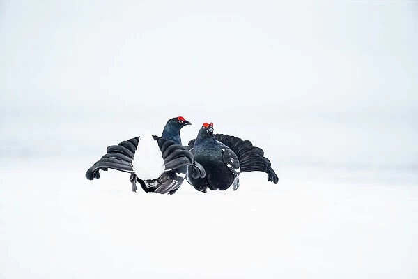 Black grouse (Tetrao tetrix) males fighting in snow during the breeding season, Viiksimo, Finland. April