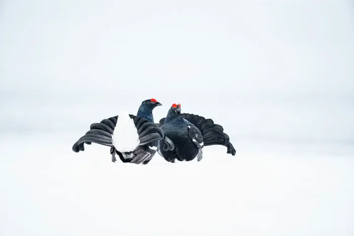 Framed Print : Black grouse (Tetrao tetrix) males fighting in snow during the breeding season, Viiksimo, Finland. April Framed Print : Black grouse (Tetrao tetrix) males fighting in snow during the breeding season, Viiksimo, Finland. April