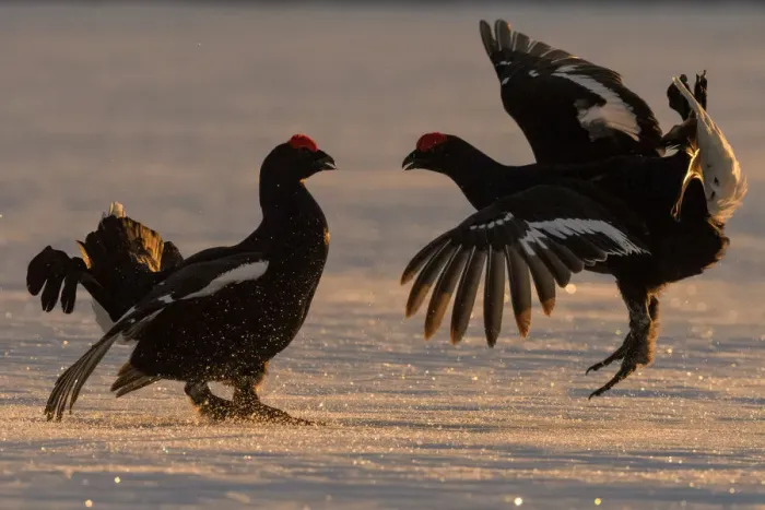 Framed Print : Black Grouse (Tetrao tetrix) males fighting in winter, Tver, Russia. April Framed Print : Black Grouse (Tetrao tetrix) males fighting in winter, Tver, Russia. April