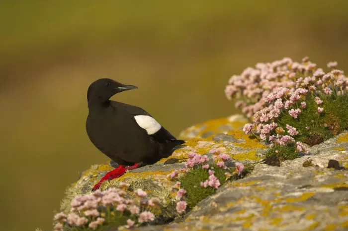 Framed Print : Black guillemot (Cepphus grylle) in breeding plumage perched on a boulder, Shetland Isles Framed Print : Black guillemot (Cepphus grylle) in breeding plumage perched on a boulder, Shetland Isles
