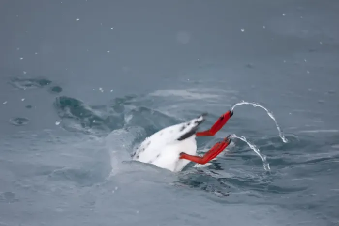 Framed Print : Black guillemot (Cepphus grylle) diving into water, Spitsbergen, Svalbard, March 2009