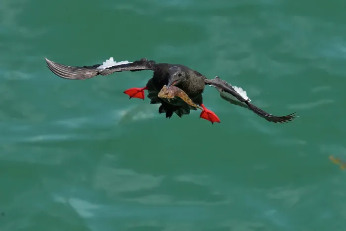 Framed Print : Black guillemot (Cepphus grylle) holding fish in beak, flying back to nest, Portpatrick, Dumfries and Galloway, Scotland. June Framed Print : Black guillemot (Cepphus grylle) holding fish in beak, flying back to nest, Portpatrick, Dumfries and Galloway, Scotland. June