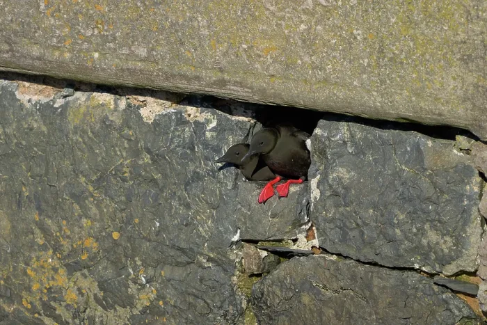 Framed Print : Black guillemot (Cepphus grylle) pair looking out from nest hole in harbour wall, Portpatrick, Dumfries and Galloway, Scotland, UK. March Framed Print : Black guillemot (Cepphus grylle) pair looking out from nest hole in harbour wall, Portpatrick, Dumfries and Galloway, Scotland, UK. March