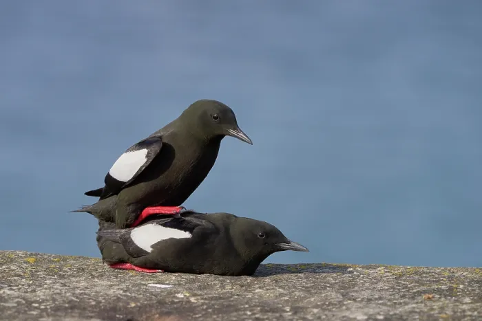 Framed Print : Black guillemot (Cepphus grylle) pair mating on harbour wall, Portpatrick, Dumfries and Galloway, Scotland, UK. May Framed Print : Black guillemot (Cepphus grylle) pair mating on harbour wall, Portpatrick, Dumfries and Galloway, Scotland, UK. May