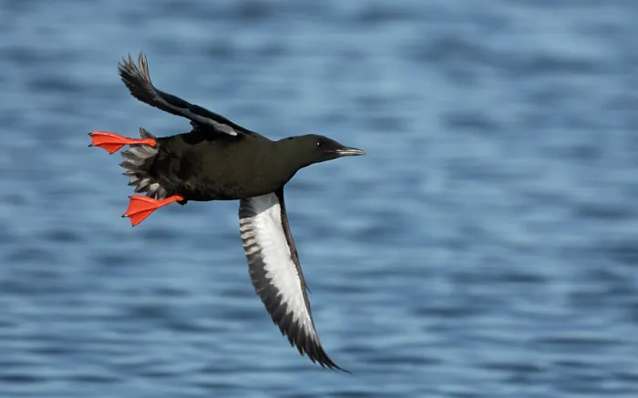 Framed Print : Black guillemot (Cepphus grylle) in summer plumage, in flight over the sea, Finland. June Framed Print : Black guillemot (Cepphus grylle) in summer plumage, in flight over the sea, Finland. June
