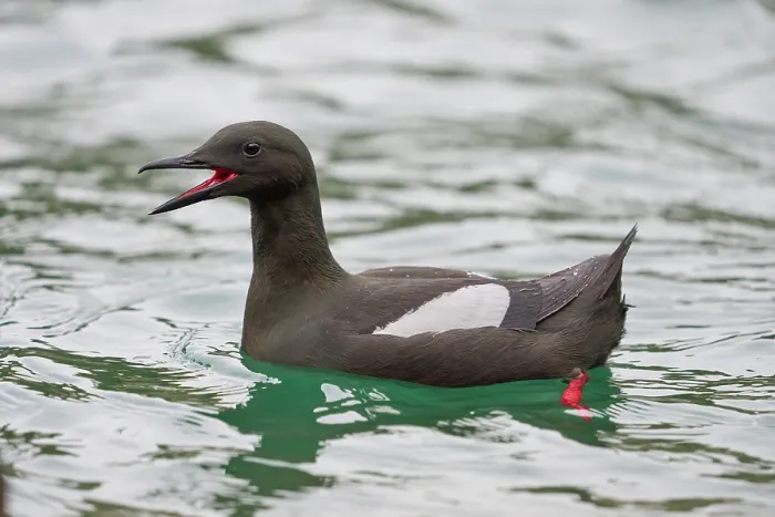 Framed Print : Black guillemot (Cepphus grylle) on water, calling, Portpatrick, Dumfries and Galloway, Scotland, UK. May