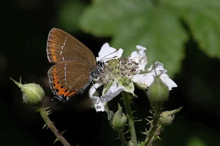Framed Print : Black hairstreak butterfly (Satyrium pruni) nectaring on a flower, Northamptonshire, England, UK. June Framed Print : Black hairstreak butterfly (Satyrium pruni) nectaring on a flower, Northamptonshire, England, UK. June
