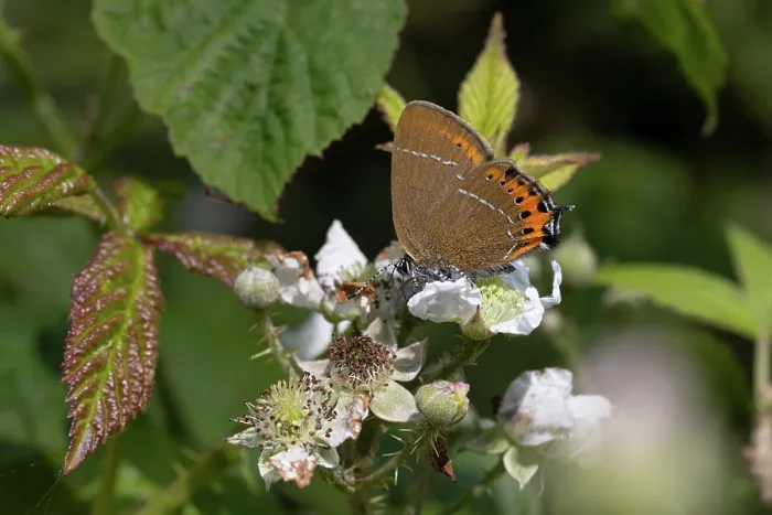 Framed Print : Black hairstreak butterfly (Satyrium pruni) nectaring on a flower, Northamptonshire, England, UK. June Framed Print : Black hairstreak butterfly (Satyrium pruni) nectaring on a flower, Northamptonshire, England, UK. June
