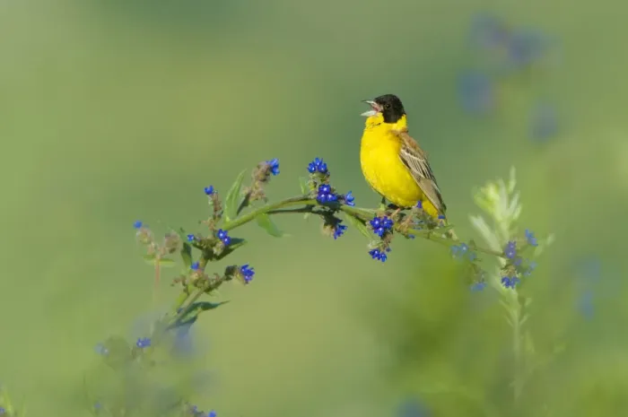 Framed Print : Black-headed bunting (Emberiza melanocephala) male perched singing, Bulgaria, May 2008