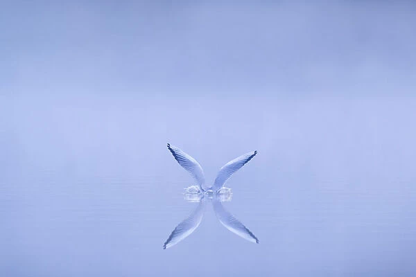 Black-headed gull (Chroicocephalus ridibundus) alighting on water at dawn, Cheshire, UK, November. Highly Commended in the British Wildlife Photography Awards (BWPA) competition 2013