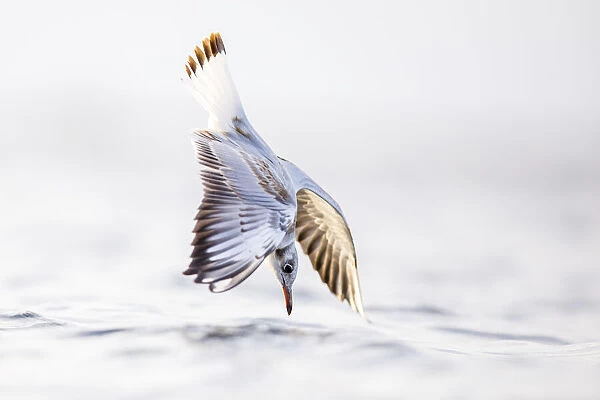 Black-headed gull (Chroicocephalus ridibundus) diving into sea, hunting shellfish