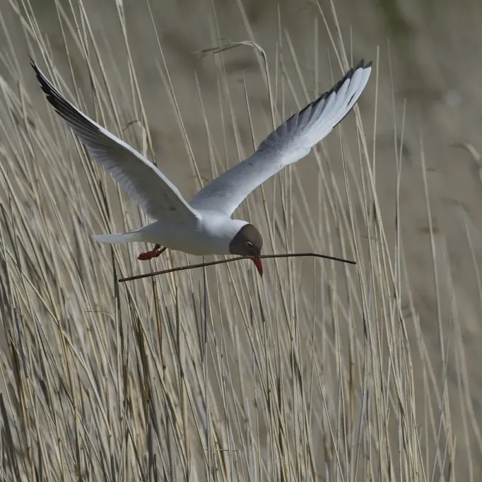 Framed Print : Black-headed gull (Chroicocephalus ridibundus) carrying nesting material, Brenne Framed Print : Black-headed gull (Chroicocephalus ridibundus) carrying nesting material, Brenne