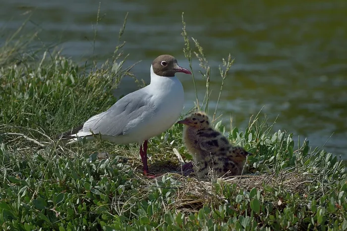 Framed Print : Black-headed gull (Chroicocephalus ridibundus) with two chicks on nest at water's edge, Marais de Vendee, France. May Framed Print : Black-headed gull (Chroicocephalus ridibundus) with two chicks on nest at water's edge, Marais de Vendee, France. May
