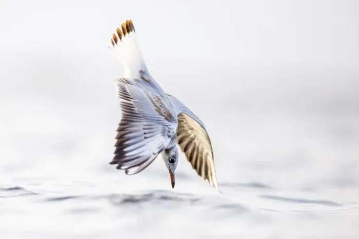 Framed Print : Black-headed gull (Chroicocephalus ridibundus) diving into sea, hunting shellfish Framed Print : Black-headed gull (Chroicocephalus ridibundus) diving into sea, hunting shellfish