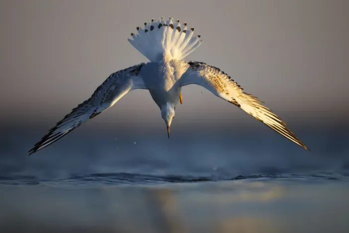 Framed Print : Black-headed gull (chroicocephalus ridibundus) diving into water