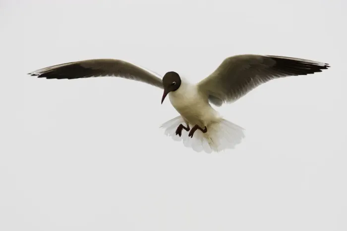 Framed Print : Black-headed gull (Chroicocephalus ridibundus) in flight, Camargue, France, May 2009 Framed Print : Black-headed gull (Chroicocephalus ridibundus) in flight, Camargue, France, May 2009