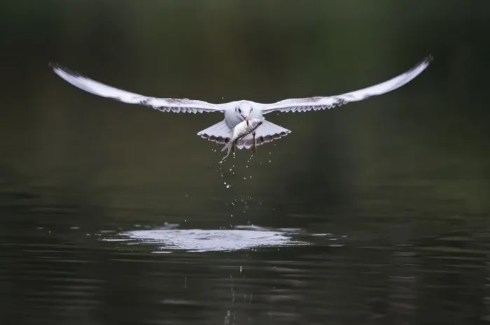 Framed Print : Black-headed gull (Chroicocephalus ridibundus) in flight carrying fish, Elbe Biosphere Reserve Framed Print : Black-headed gull (Chroicocephalus ridibundus) in flight carrying fish, Elbe Biosphere Reserve