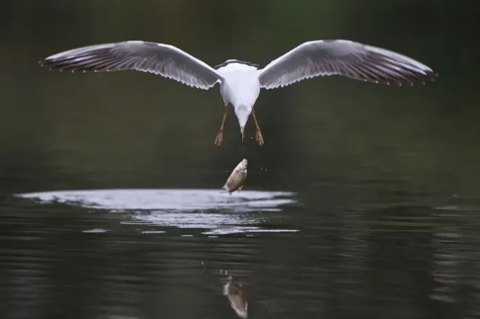 Framed Print : Black-headed gull (Chroicocephalus ridibundus) in flight having dropped fish, Elbe Framed Print : Black-headed gull (Chroicocephalus ridibundus) in flight having dropped fish, Elbe