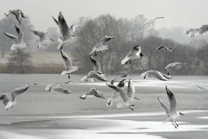 Framed Print : Black-headed gull (Chroicocephalus ridibundus) flock flying over a frozen lake in falling snow Framed Print : Black-headed gull (Chroicocephalus ridibundus) flock flying over a frozen lake in falling snow