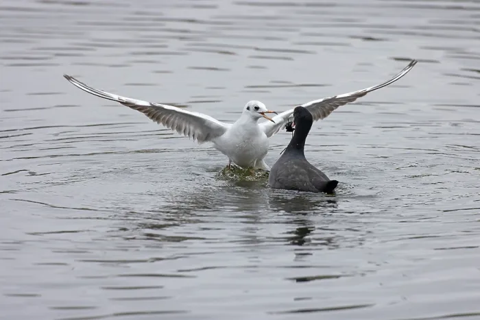 Framed Print : Black-headed gull (Chroicocephalus ridibundus) stealing food from a Coot (Fulica atra), Norwich, Norfolk, England, UK. October.(kleptoparasitsm) Framed Print : Black-headed gull (Chroicocephalus ridibundus) stealing food from a Coot (Fulica atra), Norwich, Norfolk, England, UK. October.(kleptoparasitsm)