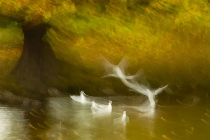 Framed Print : Black headed gull (Chroicocephalus ridibundus) taking flight, artistically blurred photograph Framed Print : Black headed gull (Chroicocephalus ridibundus) taking flight, artistically blurred photograph