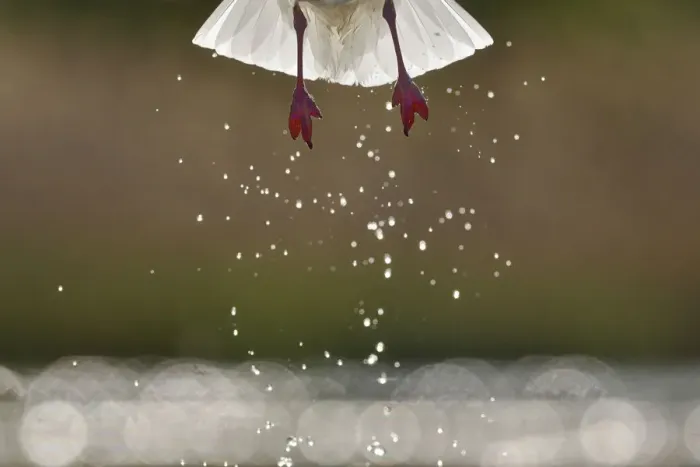 Framed Print : Black headed gull (Chroicocephalus ridibundus) taking off, detail of legs and water droplets Framed Print : Black headed gull (Chroicocephalus ridibundus) taking off, detail of legs and water droplets