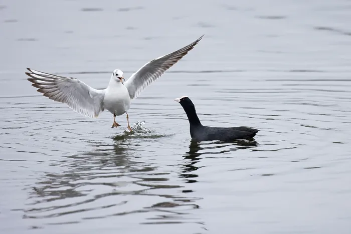 Framed Print : Black-headed gull (Chroicocephalus ridibundus) on water stealing food from a Coot (Fulica atra), Norwich, Norfolk, England, UK. November Framed Print : Black-headed gull (Chroicocephalus ridibundus) on water stealing food from a Coot (Fulica atra), Norwich, Norfolk, England, UK. November