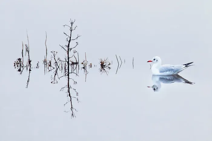 Framed Print : Black headed gull (Chroicocephalus ridibundus) in winter plumage, Titchwell RSPB reserve, Norfolk, England, UK, December Framed Print : Black headed gull (Chroicocephalus ridibundus) in winter plumage, Titchwell RSPB reserve, Norfolk, England, UK, December