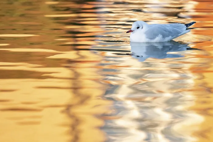 Framed Print : Black-headed gull (Chroicocephalus ridibundus) in winter plumage, on water, Bude, Cornwall, England, UK. January Framed Print : Black-headed gull (Chroicocephalus ridibundus) in winter plumage, on water, Bude, Cornwall, England, UK. January