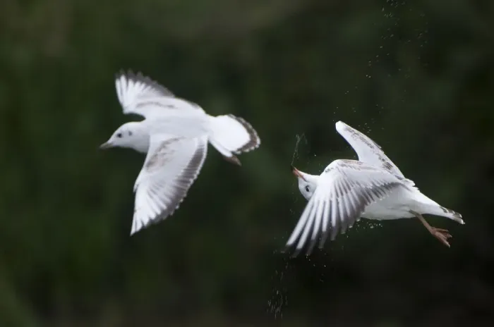 Framed Print : Two Black-headed gulls (Chroicocephalus ridibundus) in flight, one shaking its head Framed Print : Two Black-headed gulls (Chroicocephalus ridibundus) in flight, one shaking its head