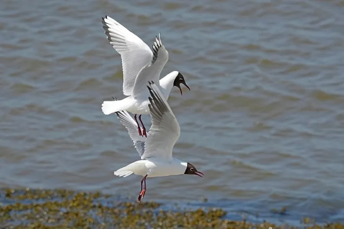 Framed Print : Two Black-headed gulls (Chroicocephalus ridibundus) in flight, squabbling, Germany. May Framed Print : Two Black-headed gulls (Chroicocephalus ridibundus) in flight, squabbling, Germany. May