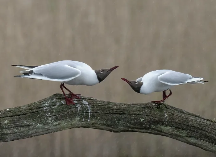 Framed Print : Black-headed gulls (Larus ridibundus) pair, courtship display, Cherine Nature Reserve, La Brenne, France. April