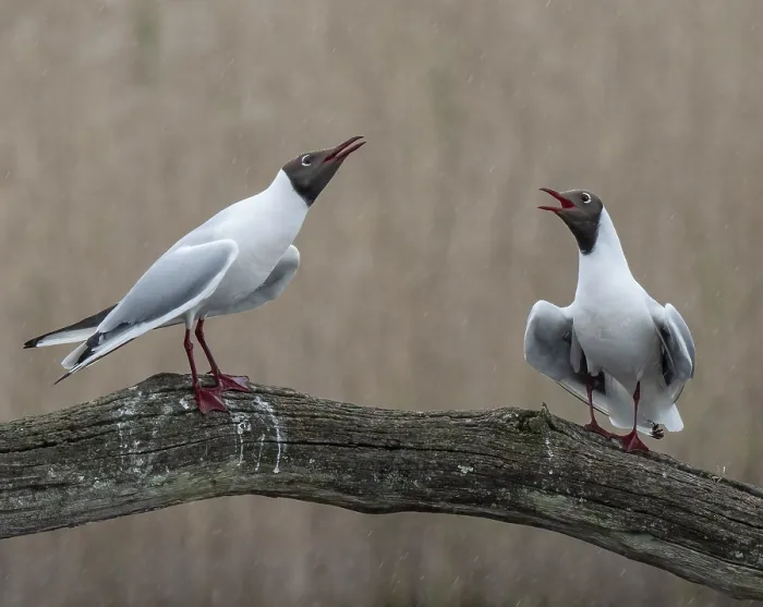Framed Print : Black-headed gulls (Larus ridibundus) pair, courtship display, Cherine Nature Reserve, La Brenne, France. April Framed Print : Black-headed gulls (Larus ridibundus) pair, courtship display, Cherine Nature Reserve, La Brenne, France. April