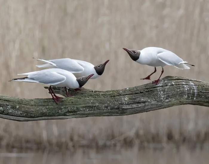 Framed Print : Black-headed gulls (Larus ridibundus) pair being intimidated by an encroaching male, Cherine Nature Reserve, La Brenne, France. April Framed Print : Black-headed gulls (Larus ridibundus) pair being intimidated by an encroaching male, Cherine Nature Reserve, La Brenne, France. April