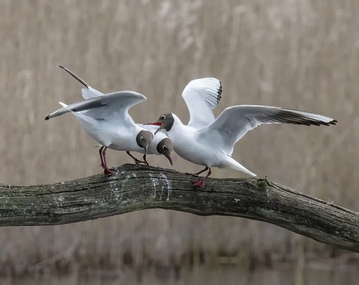 Framed Print : Black-headed gulls (Larus ridibundus) pair being intimidated by an encroaching male, Cherine Nature Reserve, La Brenne, France. April Framed Print : Black-headed gulls (Larus ridibundus) pair being intimidated by an encroaching male, Cherine Nature Reserve, La Brenne, France. April