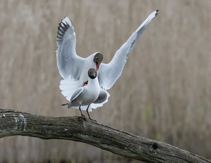 Framed Print : Black-headed gulls (Larus ridibundus) pair mating on a branch, Cherine Nature Reserve, La Brenne, France. April Framed Print : Black-headed gulls (Larus ridibundus) pair mating on a branch, Cherine Nature Reserve, La Brenne, France. April