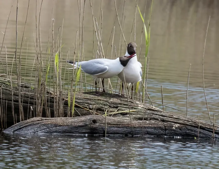 Framed Print : Black-headed gulls (Larus ridibundus) pair selecting nest site, female soliciting copulation, Cherine Nature Reserve, La Brenne, France. April Framed Print : Black-headed gulls (Larus ridibundus) pair selecting nest site, female soliciting copulation, Cherine Nature Reserve, La Brenne, France. April